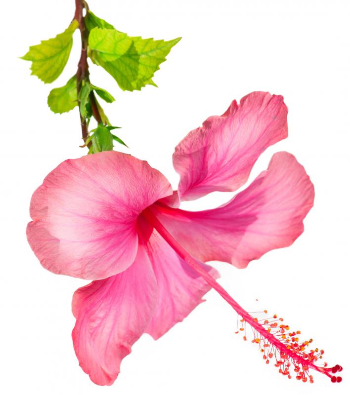 HIbiscus is used in some soaps.