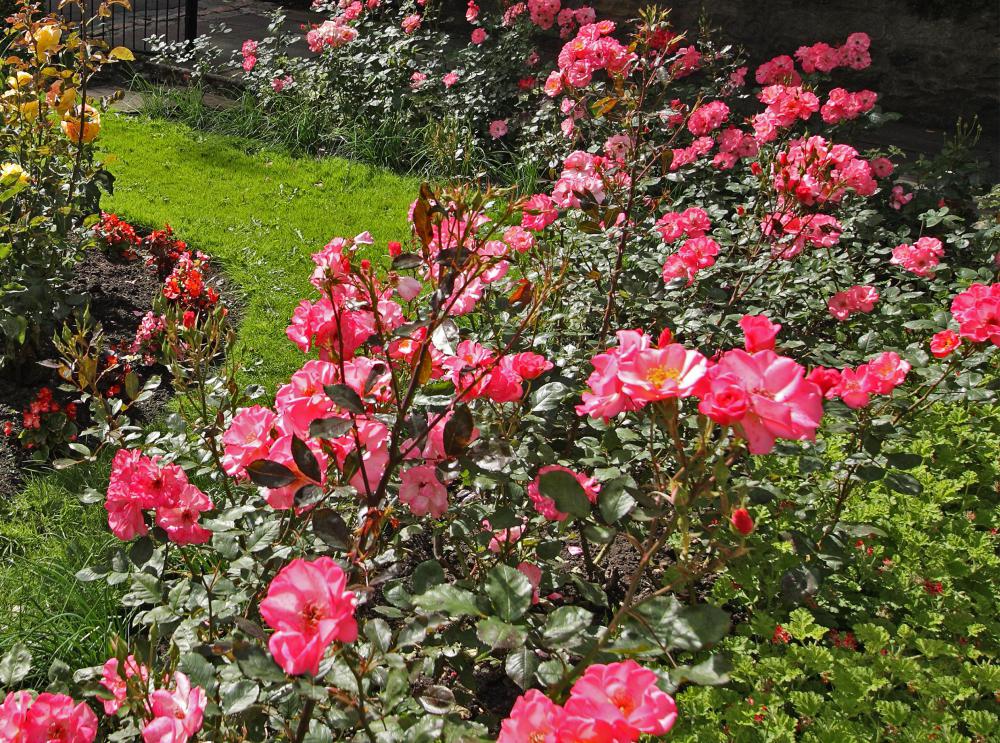 Garden tourism focuses on flowers and features that stand out.