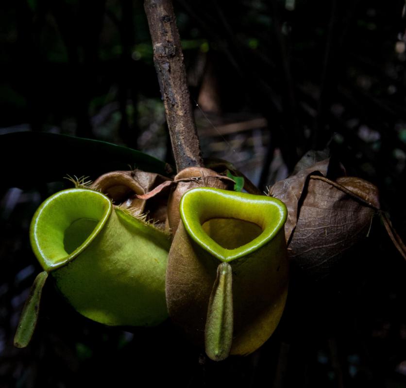 Wild pitcher plants are endangered.