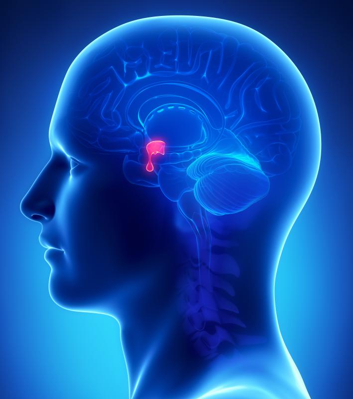 The pituitary gland stimulates the thyroid to produce growth hormones.