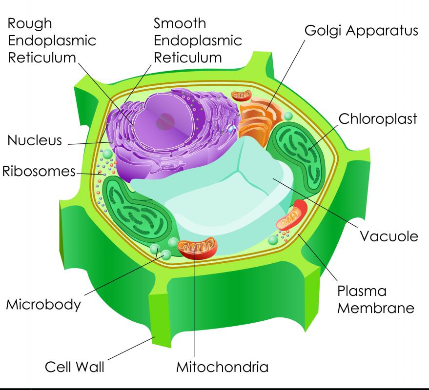 The cisterna is a compartment inside the Golgi apparatus.