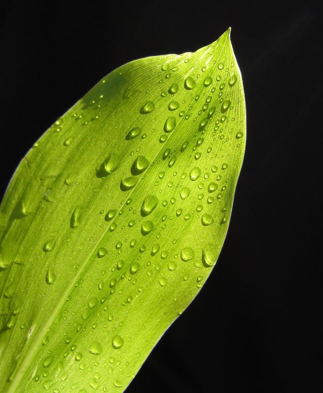 When air is fully saturated with water, dew forms.