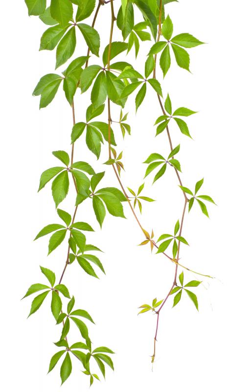 Virginia creeper, which has five leaves, is often confused with poison oak, which has three leaves.