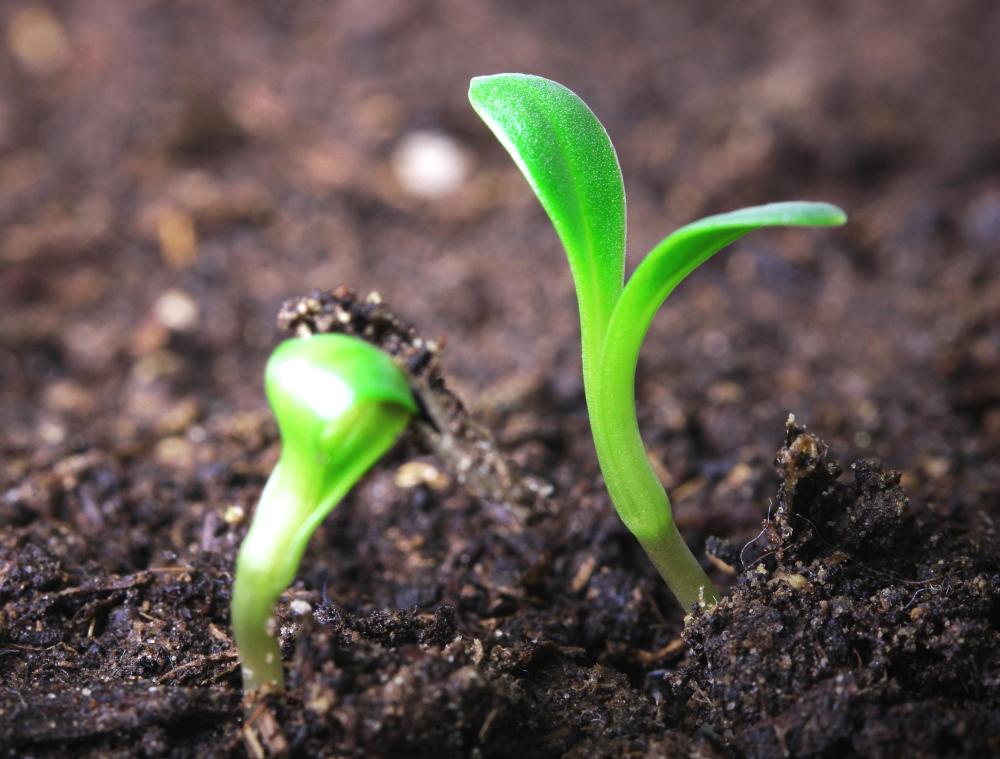 Seedlings have already sprouted.