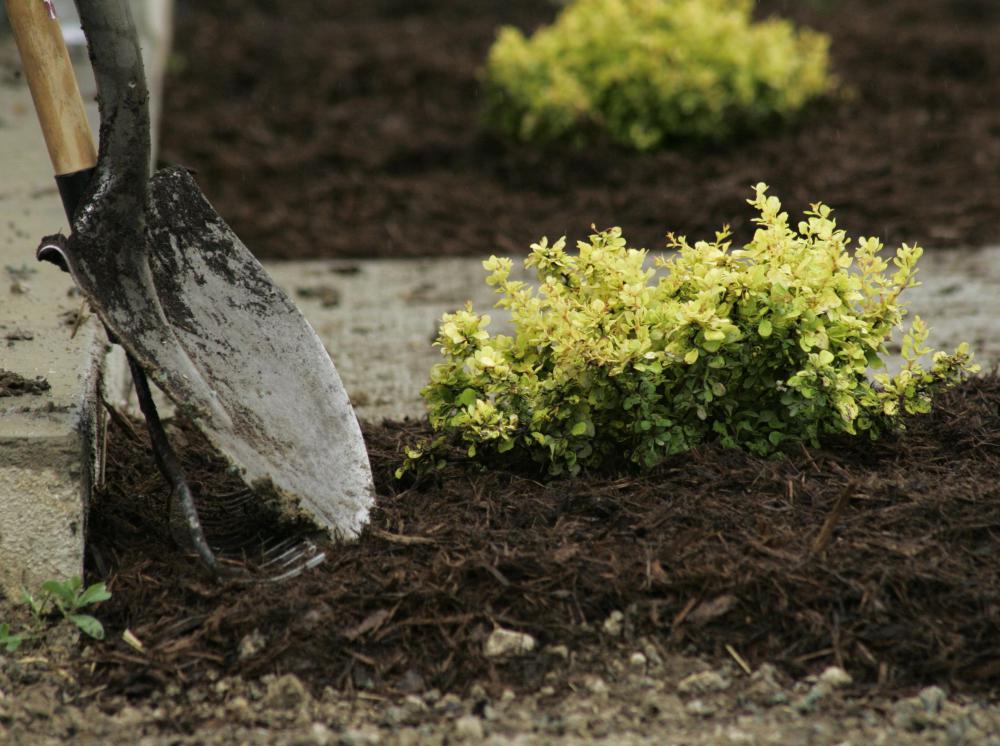 Mulch can regulate soil temperature, increase moisture retention in the soil, and improve the soil nutrient levels.