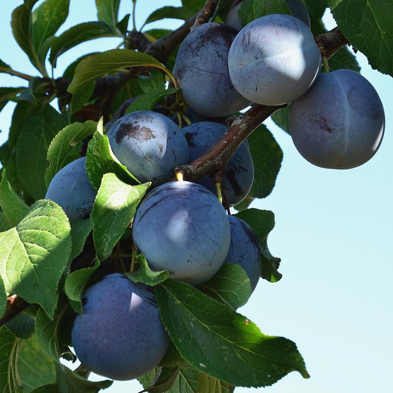 Italian plum trees are susceptible to several diseases.