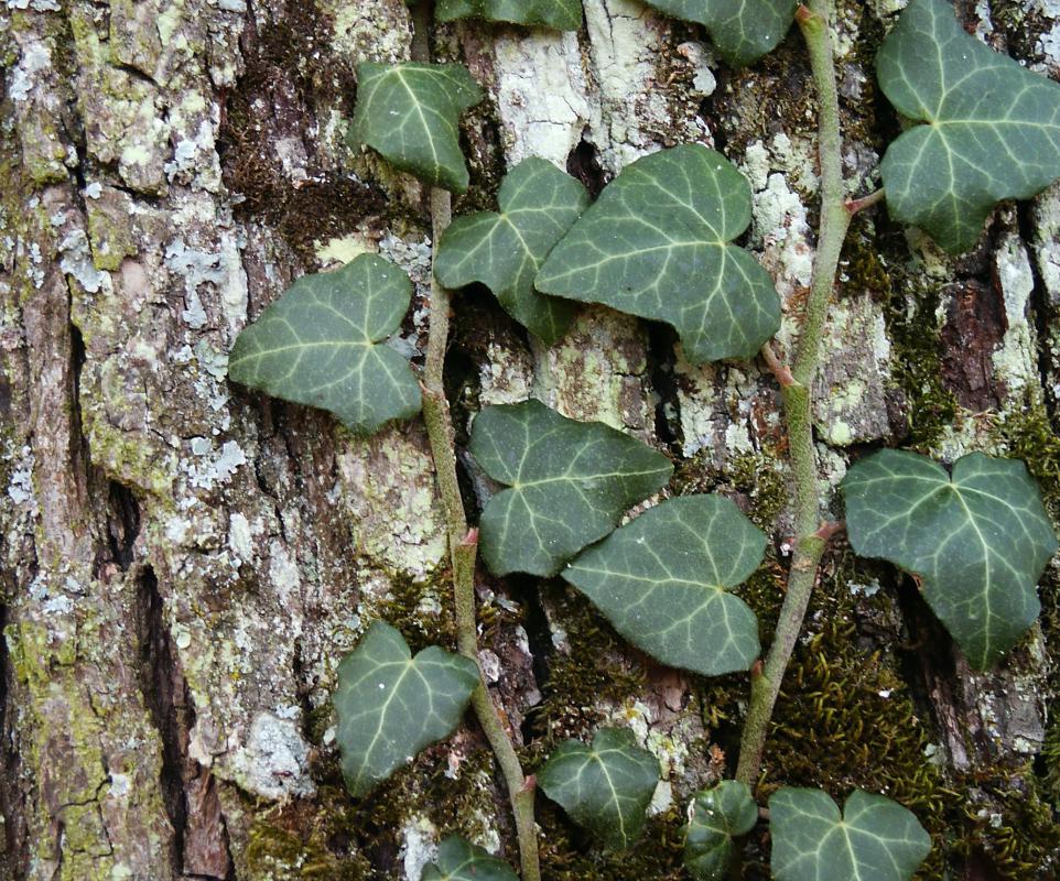 Poison ivy is not a true species of ivy.