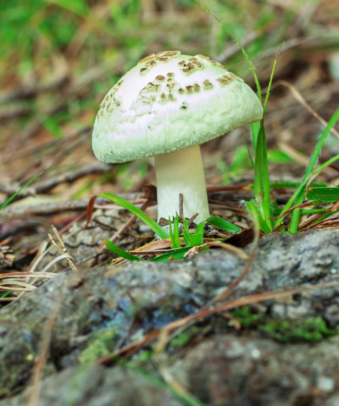 Someone who eats a poisonous mushroom is ingesting a type of antigen that will trigger an immune response.