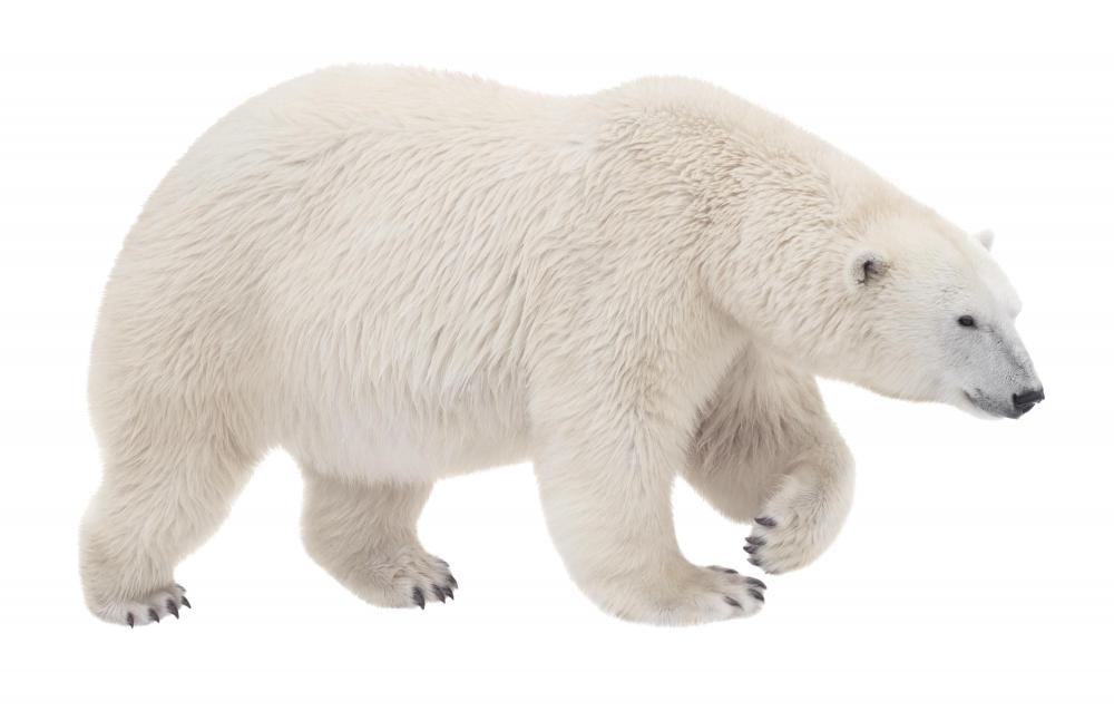 Polar bears might be seen on an Alaskan safari.
