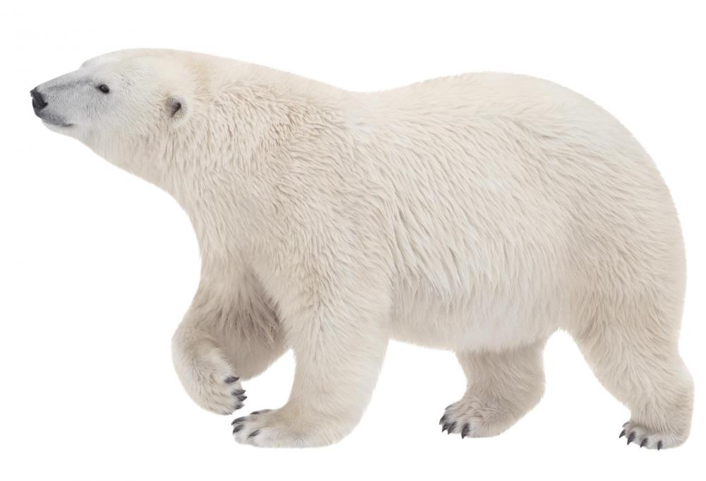 Some animal livers, including those of polar bears, contain extremely high levels of vitamin A.