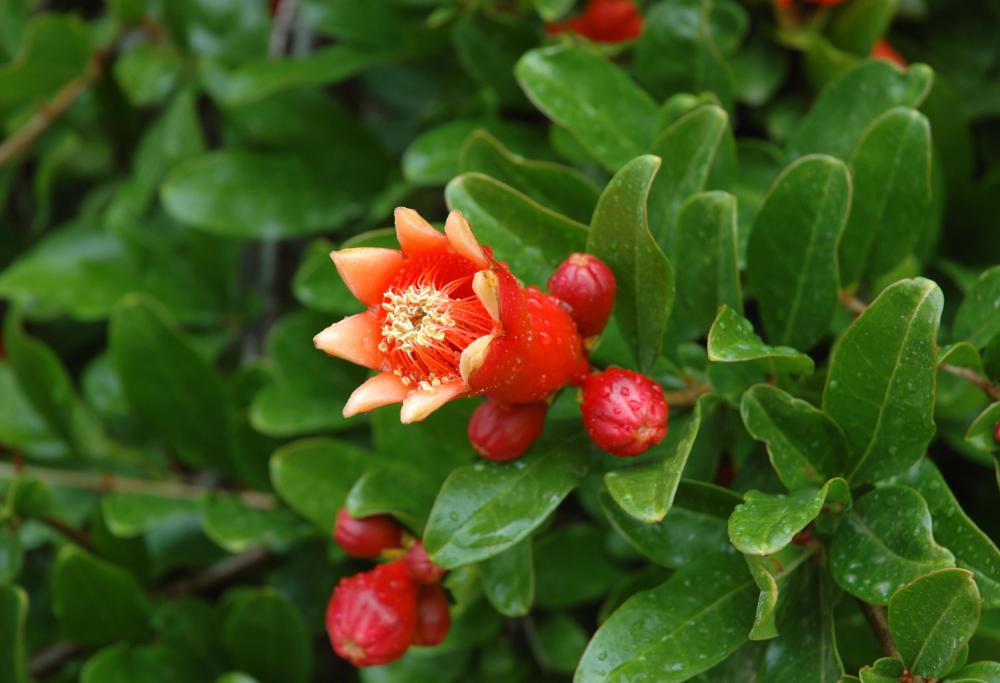 Fruit, such as pomegranates, is the most common types of tree crop.