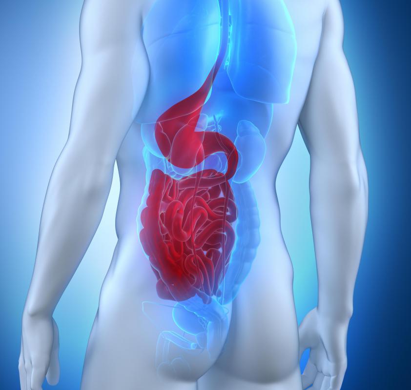 The digestive system contains a total of six sphincters.
