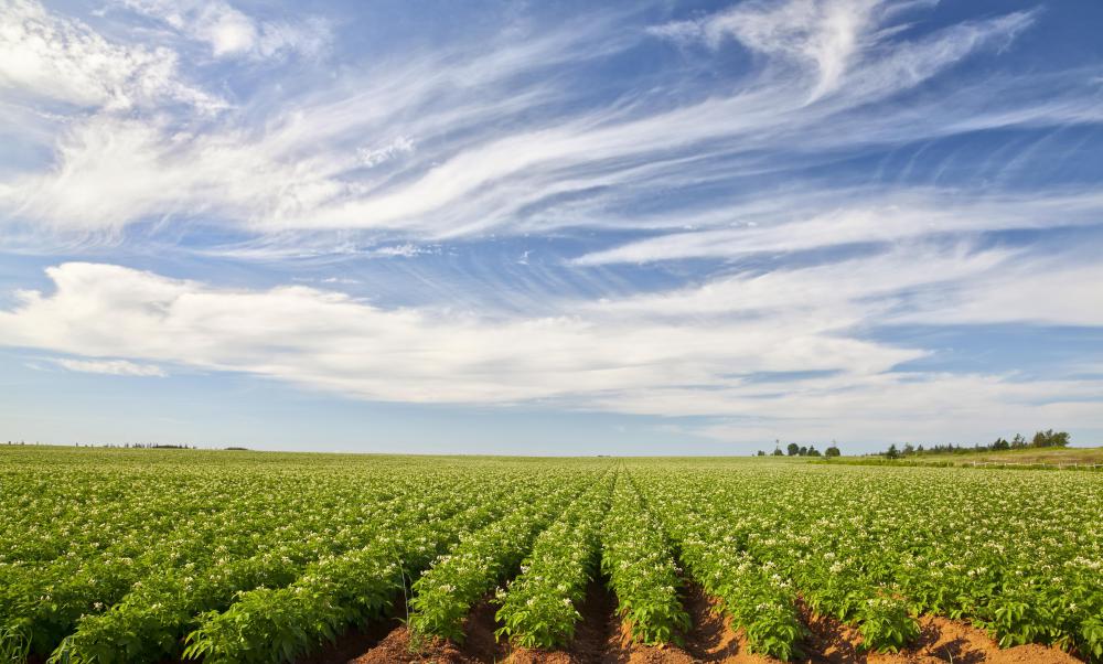 The Federal Farm Loan Act was an attempt by the federal government to help small farmers compete with larger operations.