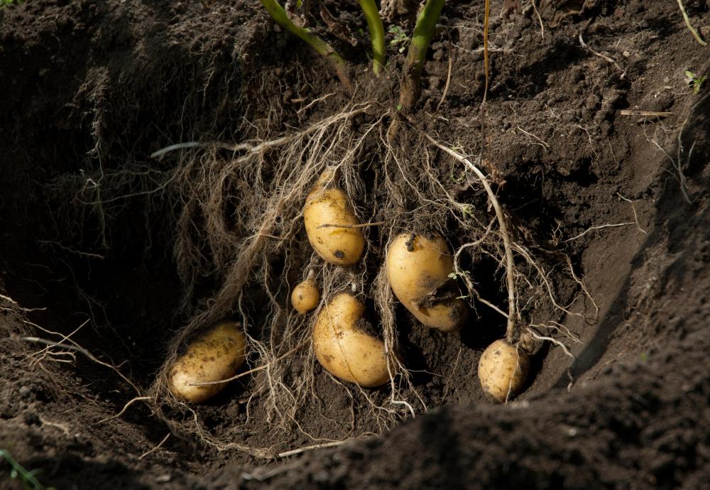 Growing potato crops.