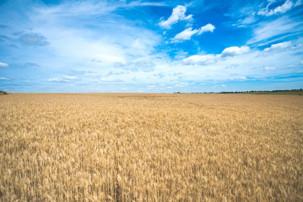 Another name for Iowa is Land of the Rolling Prairie.