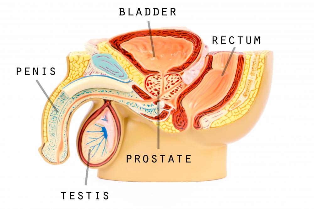 Teratomas can become malignant if they are located in the testes.