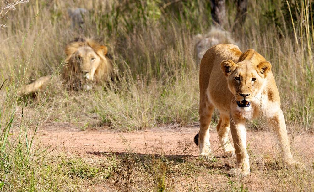 The squeaking sound made by the cuica may have been used for hunting lions.