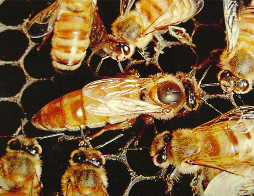 A real queen bee surrounded by attendants. The leader of a clique of girls may be called the "queen bee.".