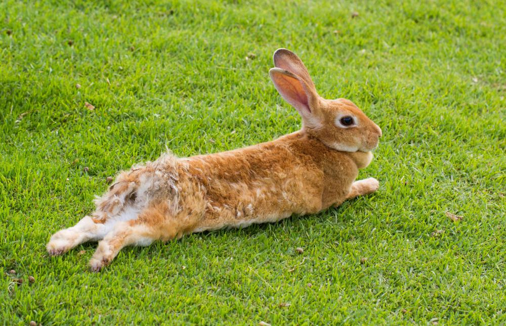 A luck rabbit's foot keychain is seldom made from a real rabbit's foot.