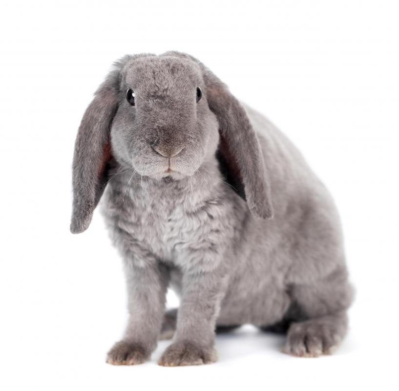 In many cultures, including those of the Chinese and Celts, rabbits were associated with prosperity and luck.