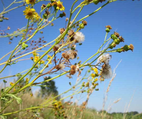 努力消除加氯酸钠引致新西兰