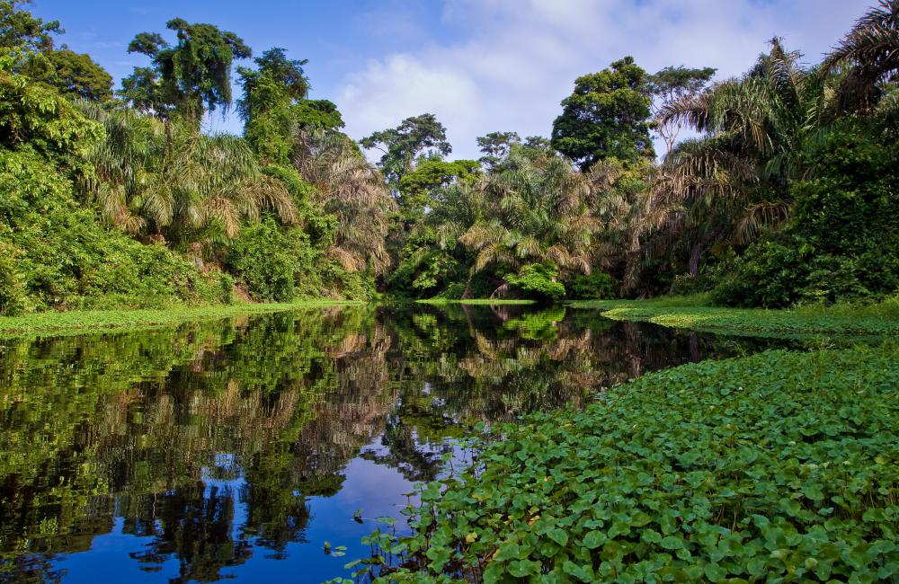 A vegetation map delineates the types of vegetation found within a given area of land.