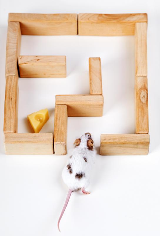 Giving a rat a reward for running through a maze is an example of operant behavior.