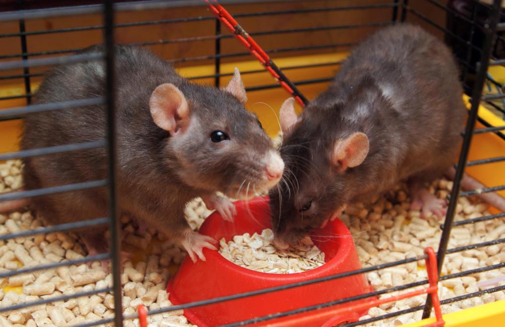Rats may be used for laboratory tests.