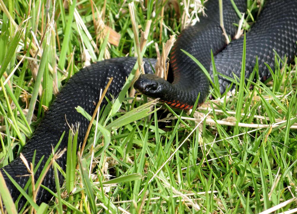 A red-bellied black snake is a venomous snake that may be treated with tiger snake antivenin.
