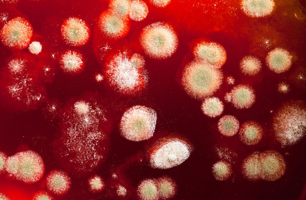 Red mold can be found in damp rooms, in tile grout and even on bread.