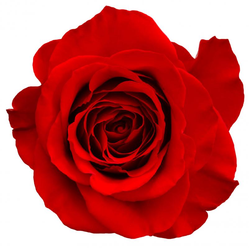 The rose became the national flower of the USA in 1986.