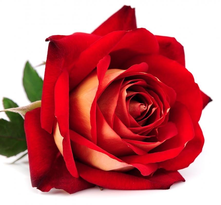 Similes use "as" or "like" to enliven language, such as in the poetic line, "My love is like a red, red rose.".