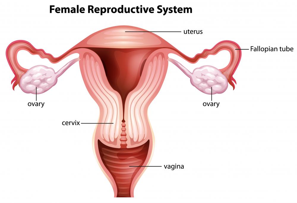 Changes that occur in the vagina as women age are referred to as vaginal atrophy.