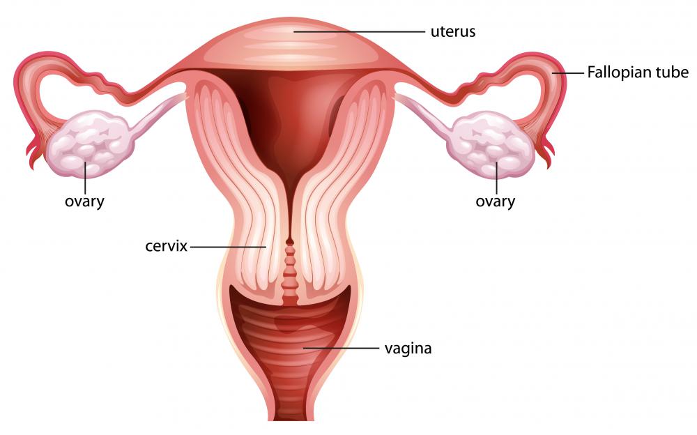 Estradiol is a sex hormone produced by the ovaries in women and testes in men.