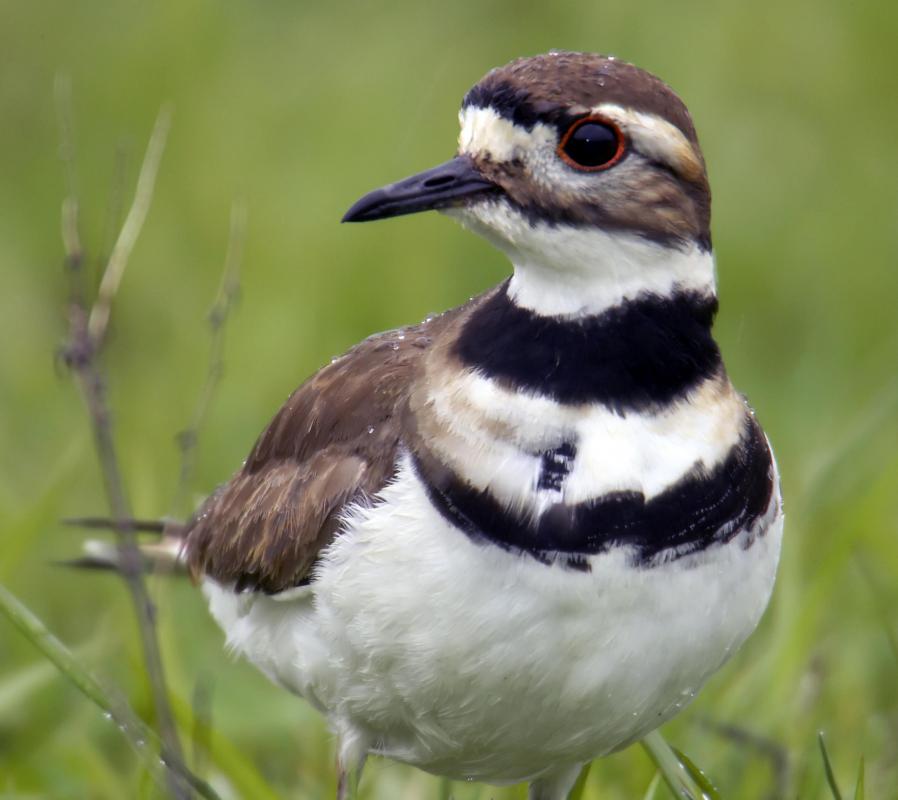Plovers can be found in the Gobi Desert.