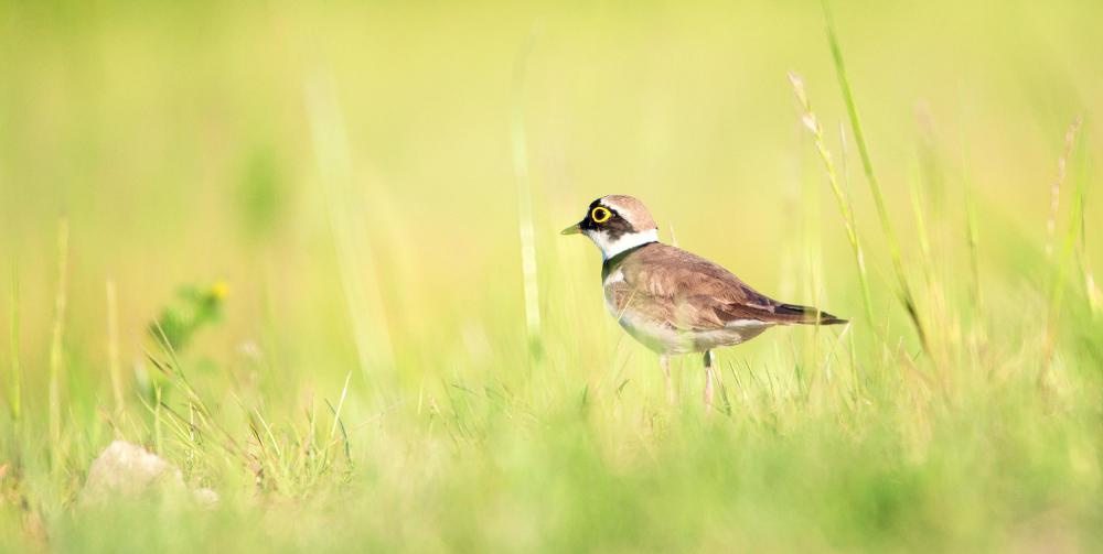 Birders must be confident about the identity of a bird before placing it on their list.