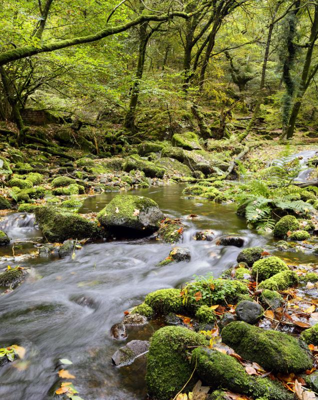 Shilajit is comprised of decayed plant matter and may be found among river rocks.