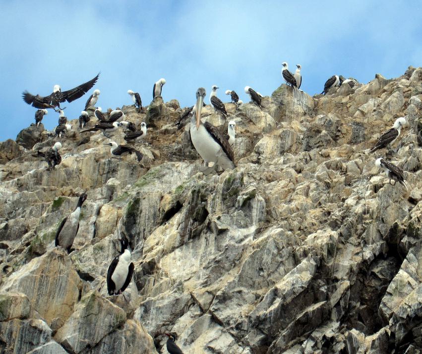 Rocks stained with guano from sea birds.