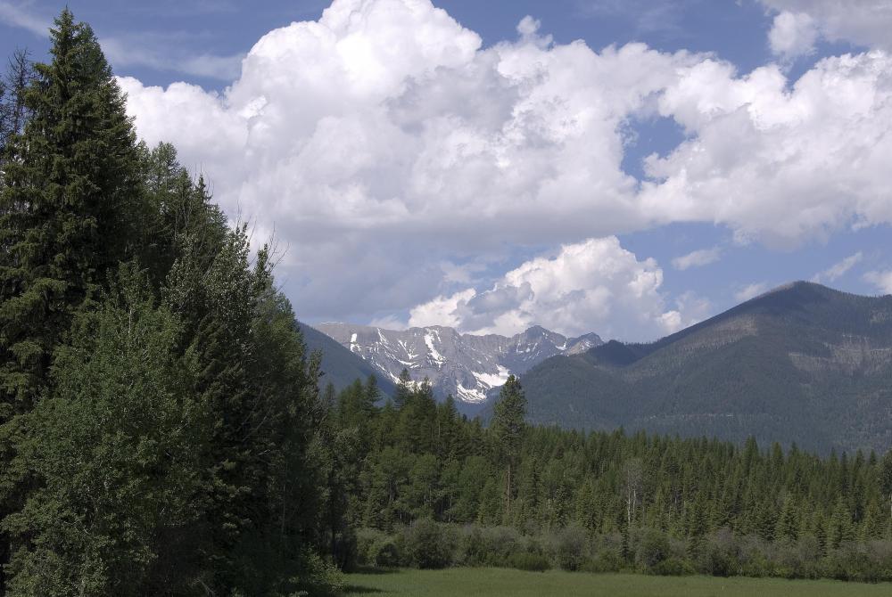 Most species of fir trees are found in and west of the Rocky Mountains.