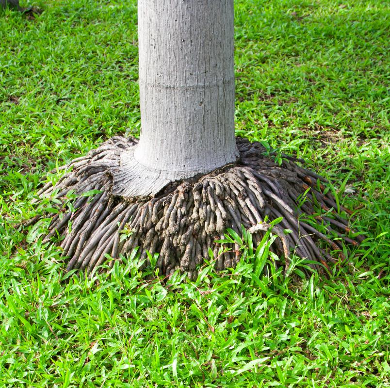 Fibrous roots are all more or less the same size.