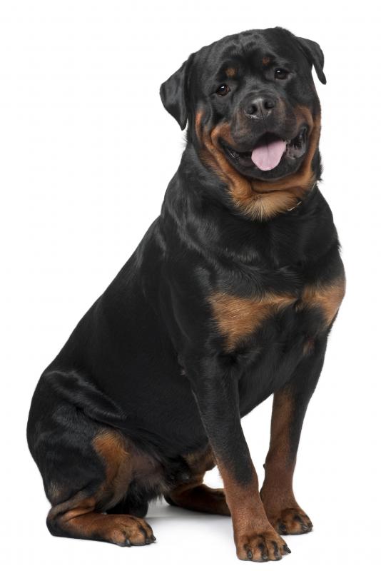 A rottweiler, which is one of the types of dogs most responsible for fatal attacks.