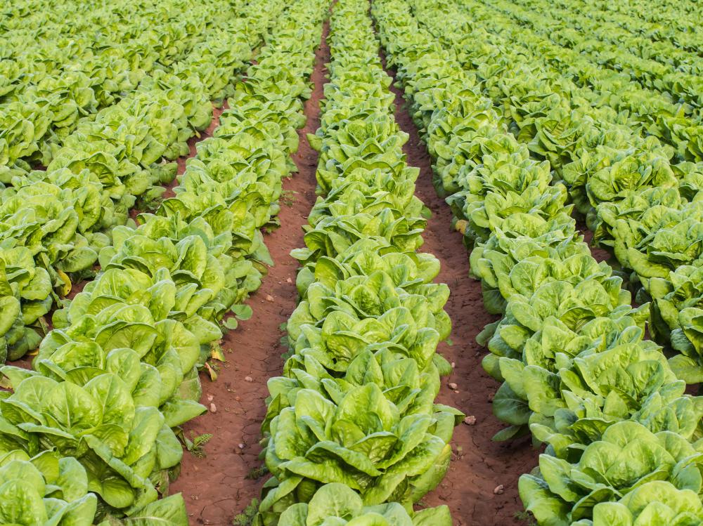 Plants produce oxygen via photosynthesis.