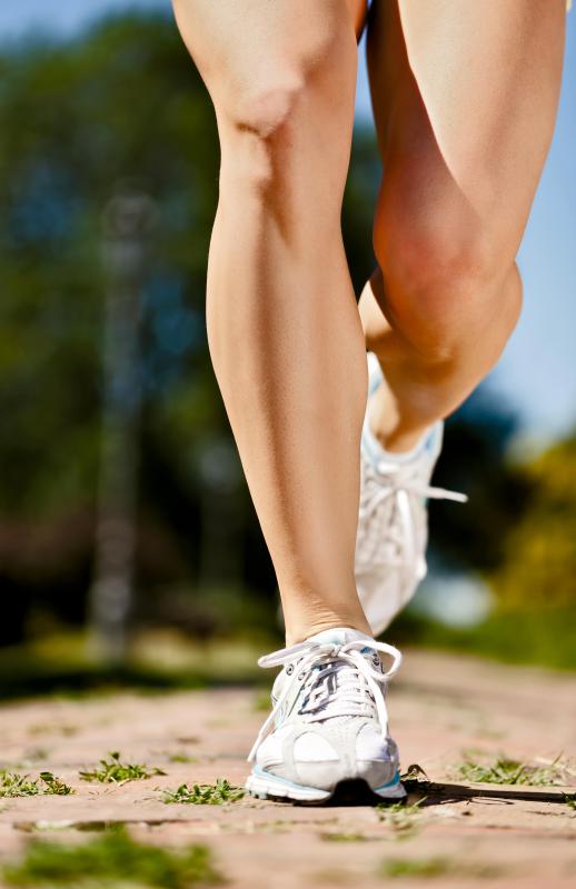 Muscles are enveloped by connective tissue called fascia, which provides structural support and protection.