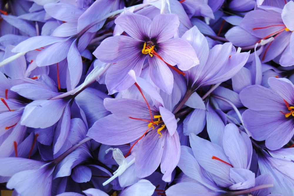 Saffron crocuses.