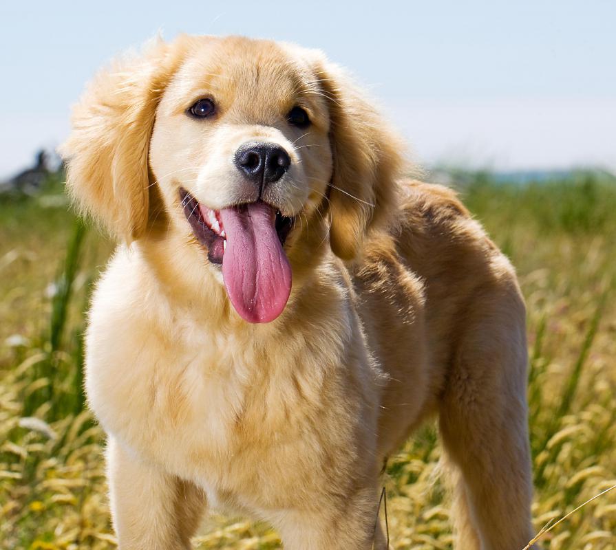 Latent learning can condition dogs to behave in specific ways using positive reinforcement.