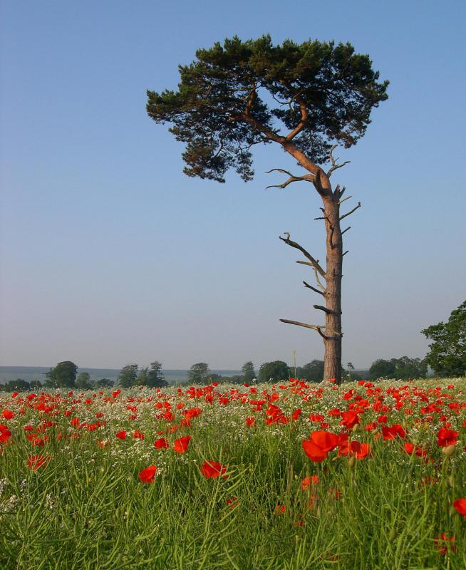The Pinus sylvestris is called the "Scots Pine" and belongs to the Family Pinaceae.