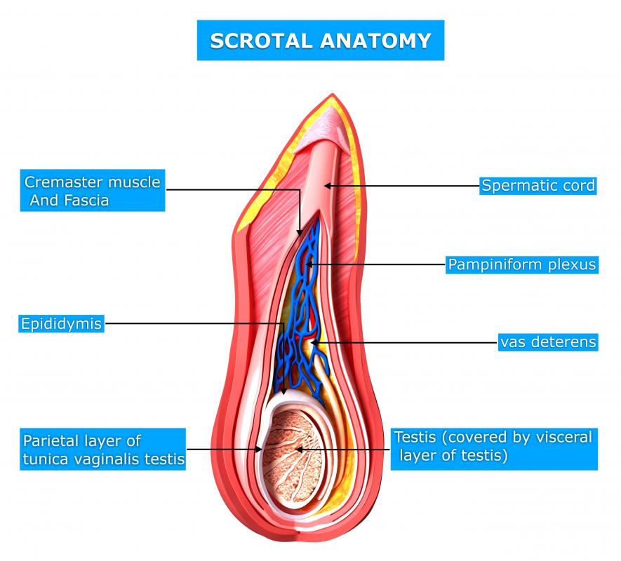 The cremaster muscle covers the testicles.