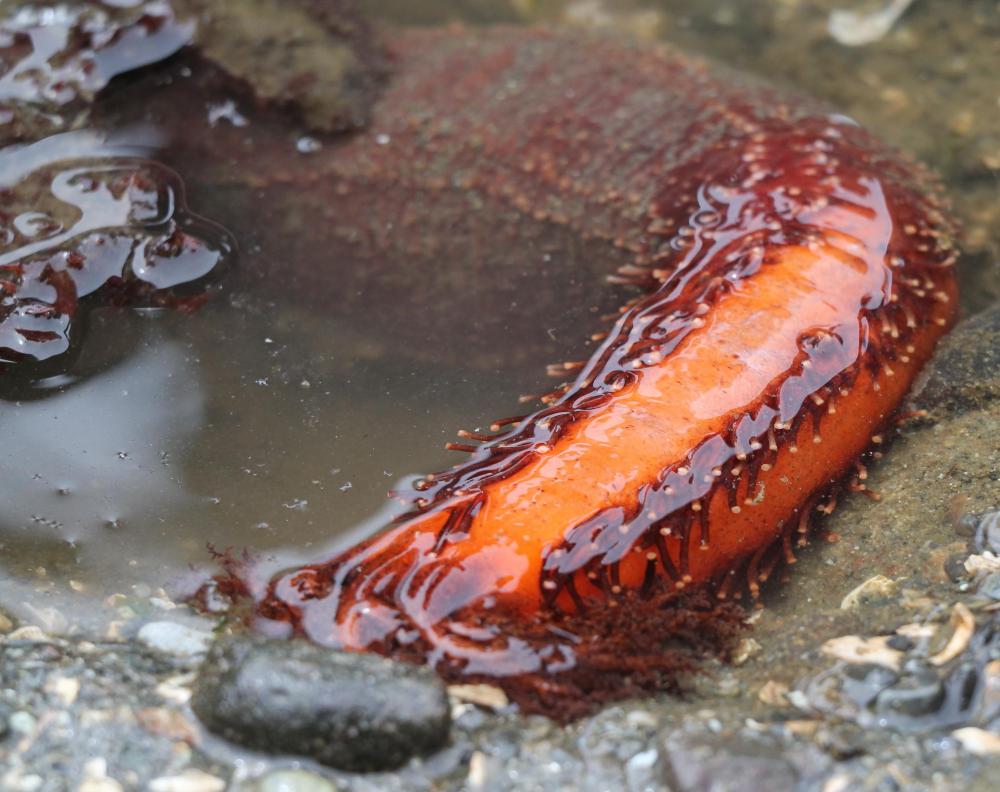 Gamat is a variety of sea cucumber.
