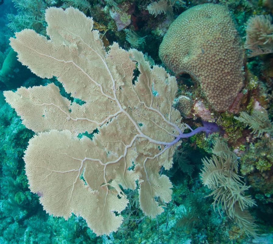 Coral bone grafts are created from the exoskeleton of marine corals.