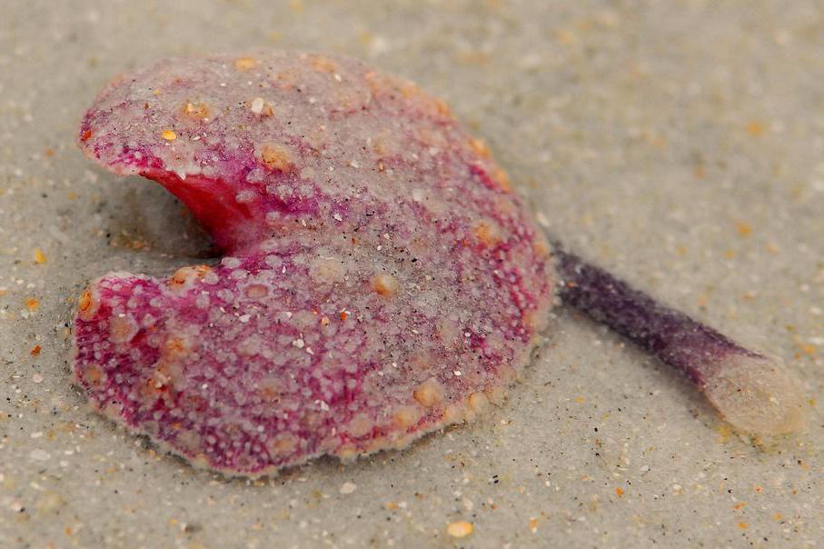 Sea pansies are a type of cnidarians.